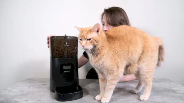 Was hielten die Katzen vom Futterautomaten?