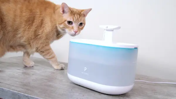 Wessie ispeziona la fontana della Capsula Petbook