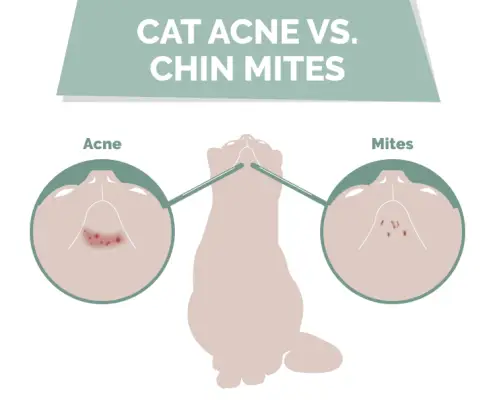 cat_acne_vs._chin_mites (1)