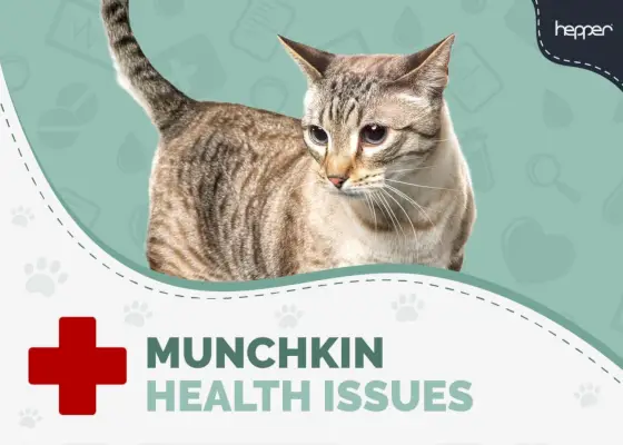 4 Yaygın Munchkin Kedi Sağlık Sorunu (Veteriner Yanıtı)