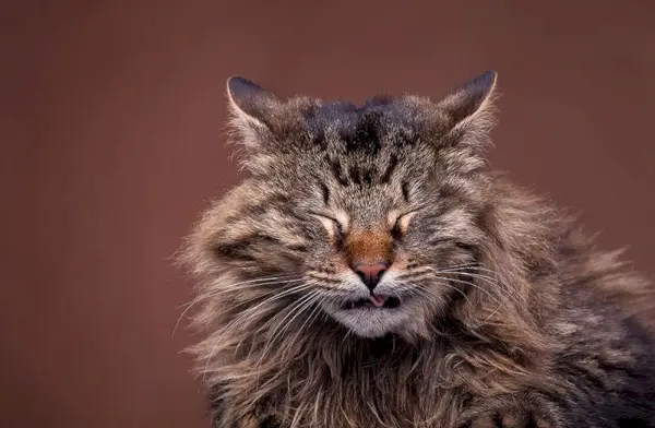 Niesende Maine-Coon-Katze auf braunem Hintergrund