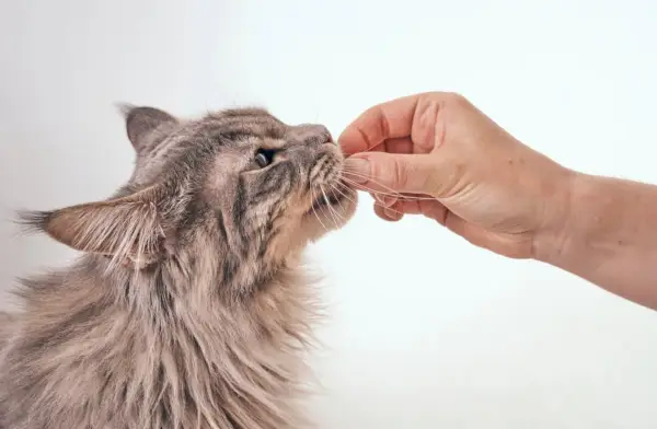 chat tigré moelleux recevant une friandise du propriétaire