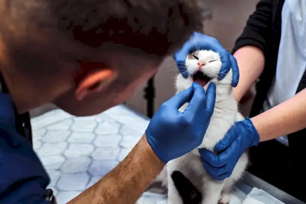 vétérinaire donnant une pilule au chat ou examinant les dents