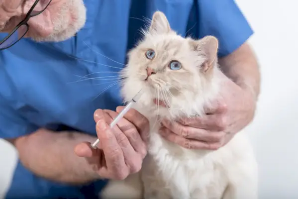 vétérinaire donnant un médicament à un chat