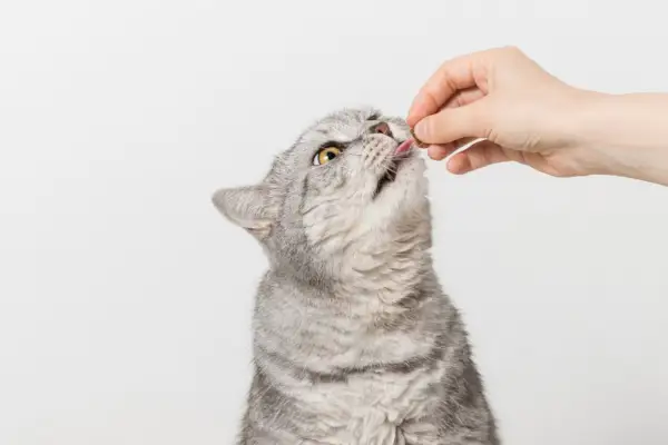 chat moelleux recevant une friandise du propriétaire