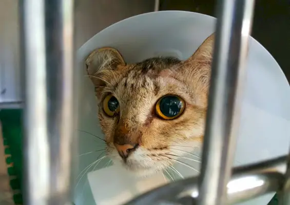 un chat atteint d'anisocorie (taille inégale des pupilles)