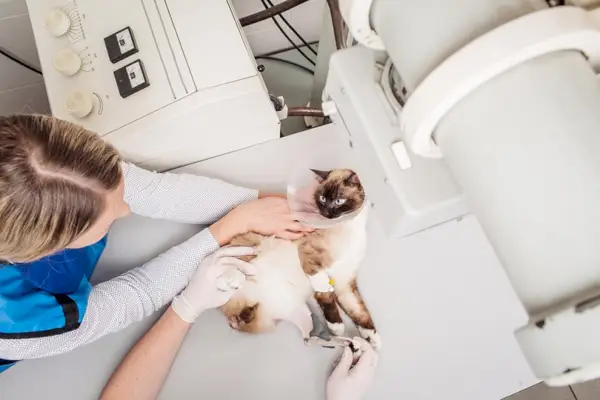 médecin vétérinaire examinant un chat dans une salle de radiographie