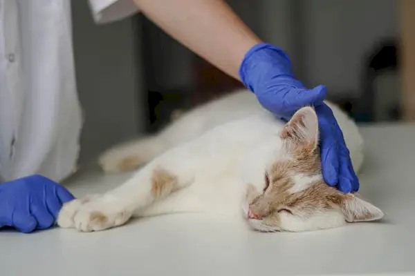 vétérinaire vérifiant un chat victime d'un accident vasculaire cérébral