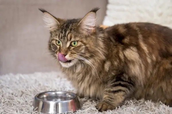 Maine-Coon-Katze frisst