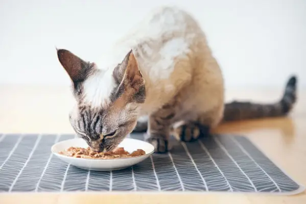 un gatto che mangia cibo umido al tonno