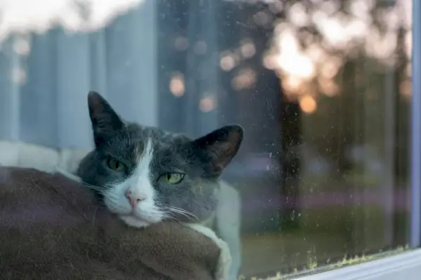 Hauskatze liegt im Bett