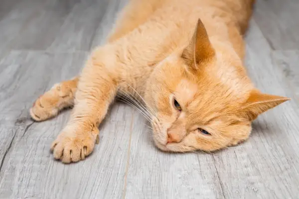 Kranke Katze liegt auf dem Boden