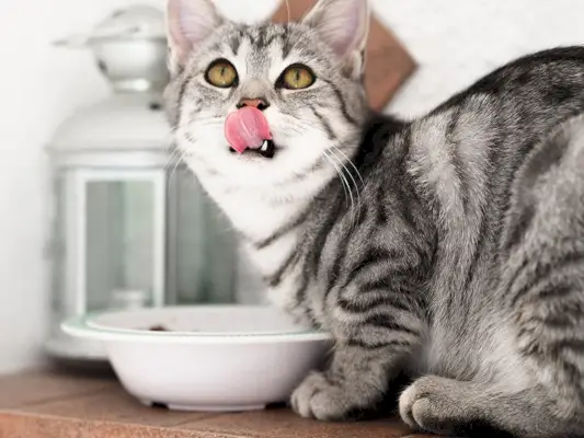 chat léchant la bouche en levant les yeux