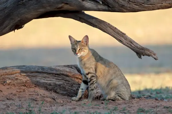 Chat sauvage d'Afrique