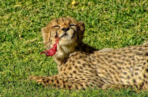 guépard mangeant un animal