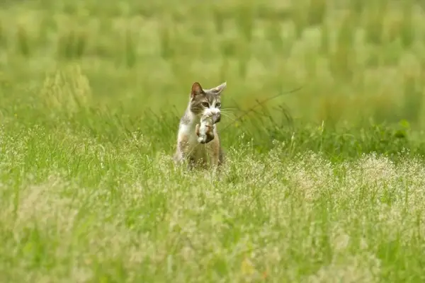 un chat calico avec un jeune lapin dans la bouche