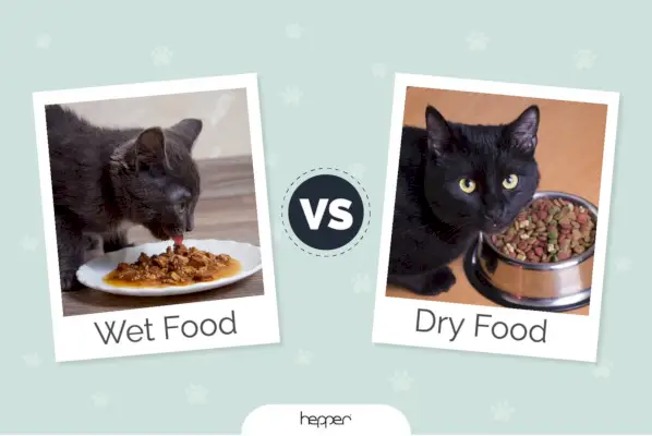 Hepper_wetfood_vs_dryfood