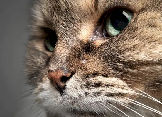 Nahaufnahme einer Katze mit kleinem Knoten auf der Haut