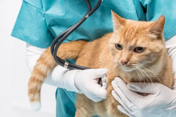 médico veterinario usando estetoscopio en gato