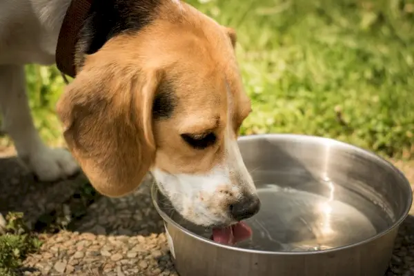 Hund trinkt Wasser aus Wassernapf