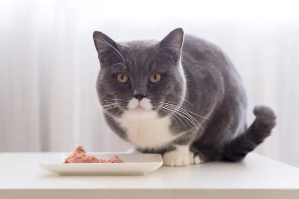 Kurzhaarkatze neben Katzennapf mit nassem Katzenfutter