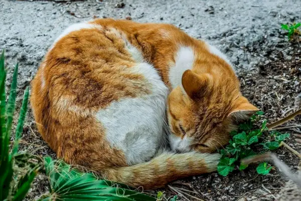 Kranke Katze schläft im Freien