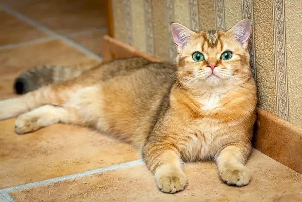 chat british shorthair doré allongé sur le sol