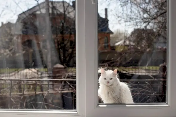 Chat blanc devant la fenêtre