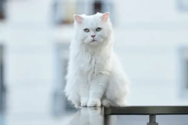 chat blanc sur le balcon