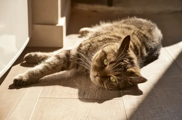 le chat domestique se trouve sur le sol sous les rayons du soleil du matin