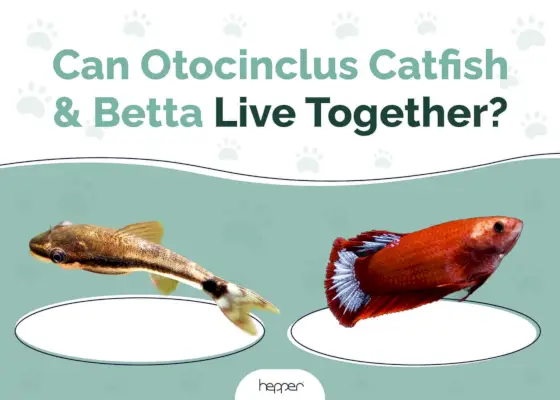 Могат ли Otocinclus Catfish и Betta да живеят заедно