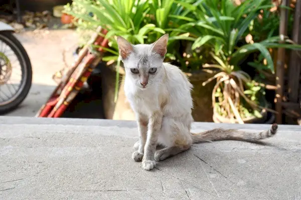 Čime mogu hraniti mačku s dijabetesom da dobije na težini? Savjeti našeg veterinara o upravljanju