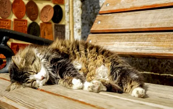 Kranke Katze schläft auf Bank