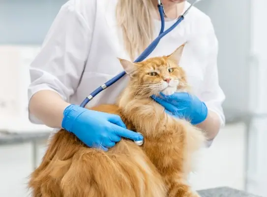 állatorvos egy felnőtt maine coon macskát vizsgál ki