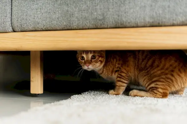 Eine Katze versteckt sich unter einer Couch