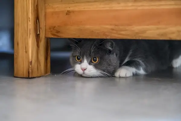 Britische Kurzhaarkatze versteckt sich unter dem Tisch