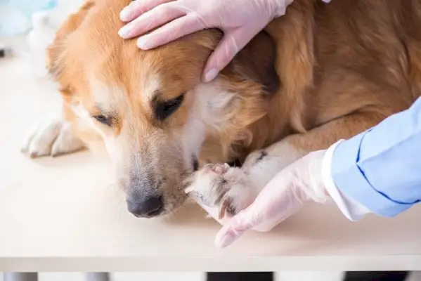 Tierarzt untersucht Golden Retriever