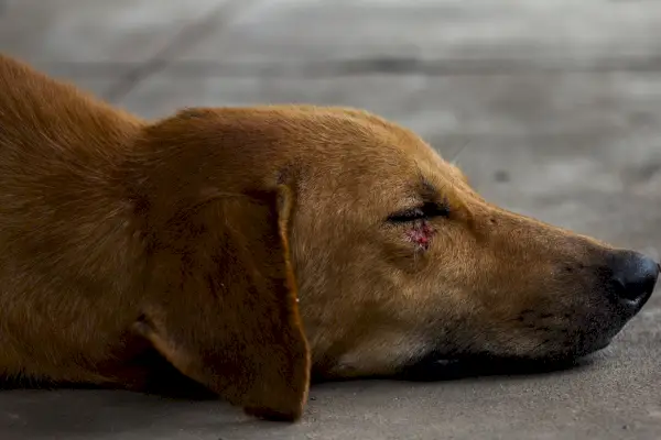 Hund mit Wunde im Auge