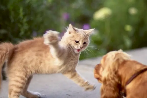 Katze greift einen Hund an