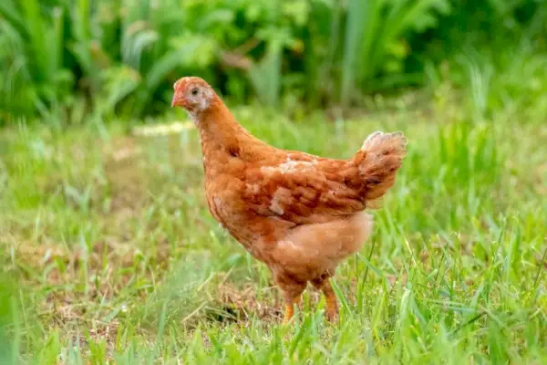 Un pollastre marró al jardí camina per l'herba