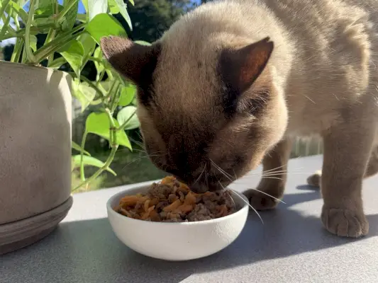 barmská mačka konzumujúca čerstvé varené hovädzie mäso a mrkvu recept na domáce krmivo pre mačky schválený veterinárom