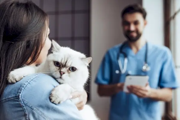 gato no veterinário com dono e veterinário