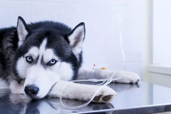 Hund steckte seinen Kopf zwischen seine Pfoten und lag auf dem Tisch, mit einem intravenösen Infusionstropfen in seiner Pfote