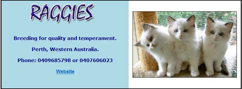 Raggies Ragdolls