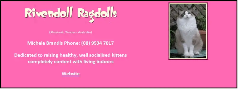 Rivendolls Ragdolls