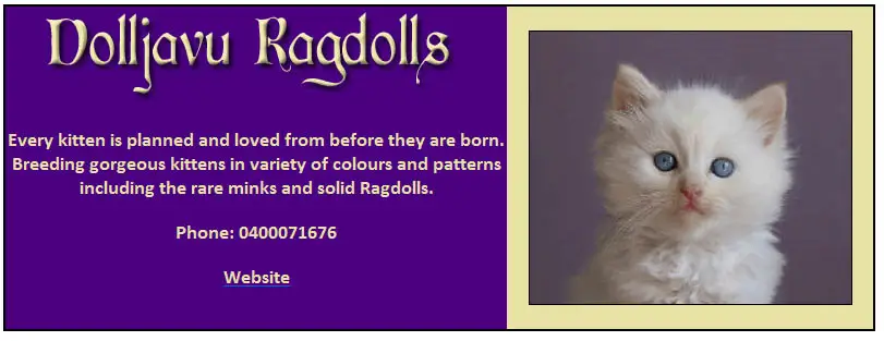 Dolljavu Ragdolls
