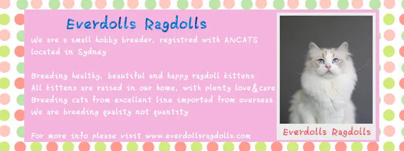 Everdolls Ragdolls