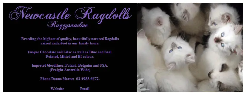 Newcastle Ragdolls