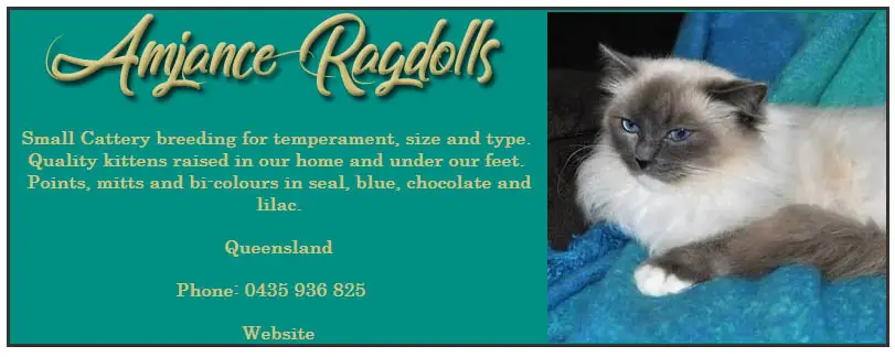 Amjance Ragdolls
