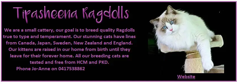 Tipasheena Ragdolls